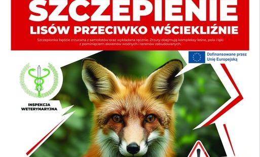 Zdjęcie do Akcja szczepień ochronnych lis&oacute;w wolno żyjących przeciwko wściekliźnie